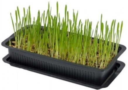 CAT GRASS For Cheap